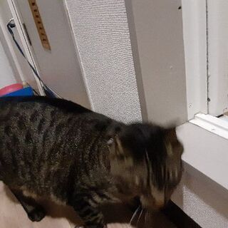 おとなしくしつけしてありますメス猫二歳です宜しくお願いします🙇 − 三重県