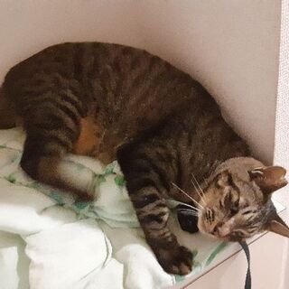 おとなしくしつけしてありますメス猫二歳です宜しくお願いします🙇 - 里親募集
