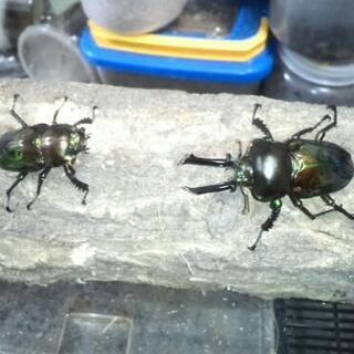 ニジイロクワガタグリーンペアセット＋おまけ