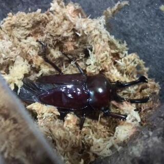 ニジイロクワガタグリーンペアセット＋おまけの画像