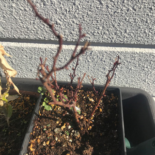 ミニバラ苗差し上げますの画像