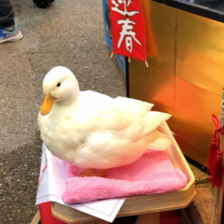 オフ会メンバー募集(^ ^)