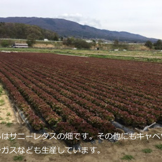 高原野菜の生産、収穫スタッフ募集 時給:〜1200円の画像