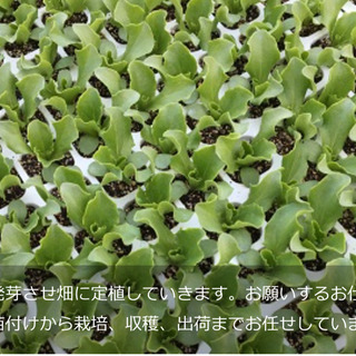 高原野菜の生産、収穫スタッフ募集 時給:〜1200円の画像