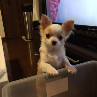 チワワ　男の子　3歳 - 犬