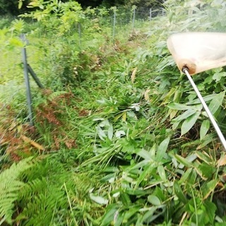 あなたの空き家の草刈り･除草剤散布【空き家の雑草駆除・雑草対策】