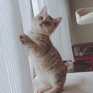 むちむち！みかんちゃん