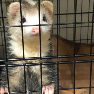 パスバレーフェレット