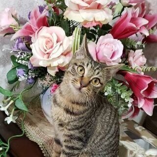 新春💓猫の譲渡会1月19日(日)💓 キジトラ男の子生後４ヶ月 し...