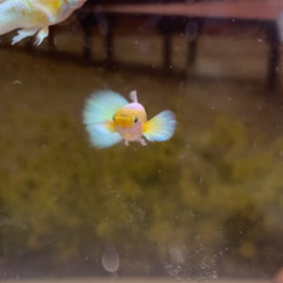 フルゴールドグッピー　#熱帯魚の画像