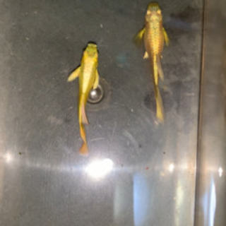 フルゴールドグッピー　#熱帯魚の画像