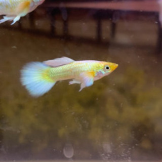フルゴールドグッピー　#熱帯魚の画像