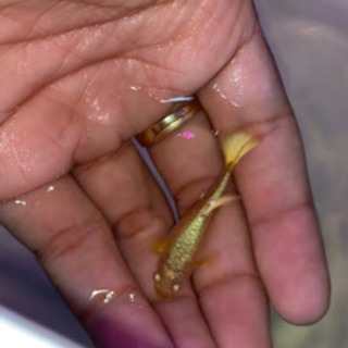 フルゴールドグッピー　#熱帯魚の画像