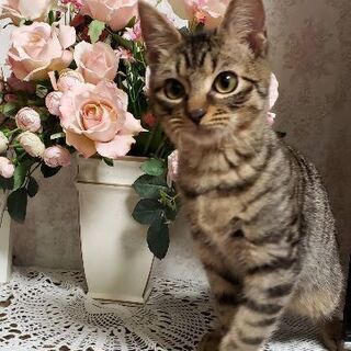 新春💓猫の譲渡会1月19日(日)💓 キジトラ男の子生後４ヶ月しっ...