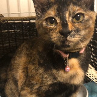 里親様決定☆ヶ月の子猫★甘えんぼのさび猫ハナちゃん - 志木市