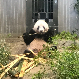 1月19日（日）上野動物園 パンダのシャンシャンに会いましょう(...