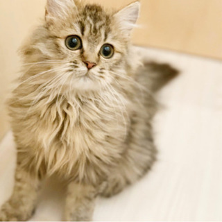 猫カフェサークル