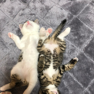 里親を探してます。沢山の方から連絡貰っています。すいませんが皆さ...