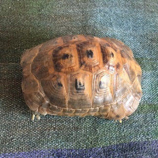 アラブギリシャリクガメの里親募集
