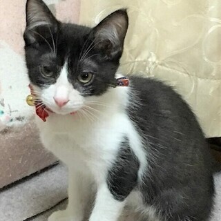 里親決定。人懐っこいぱん君3ヶ月半