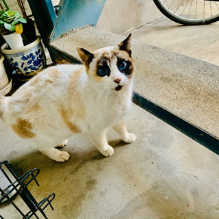 ブルーの瞳のとても綺麗な猫ちゃんです❣️