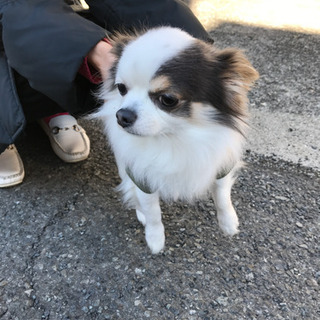 4歳の♂チワワです