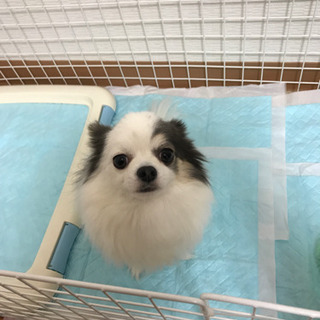 4歳の♂チワワです - 犬