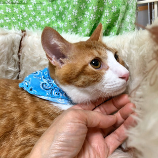 大人しい10ヶ月ハンサム君 - 猫