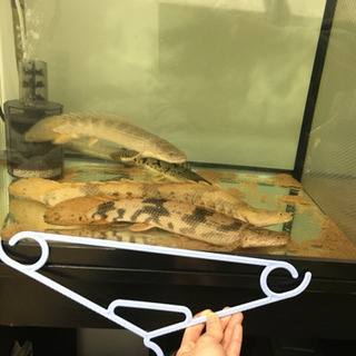 熱帯魚 ポリプテルス等古代魚