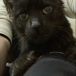 とても人馴れした穏やかな黒猫ジョイ君の終のすみかを探してます