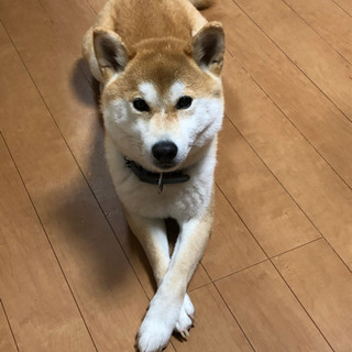 5歳柴犬