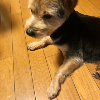 決まりました。　ヨーキーと柴のミックス　４歳の男の子