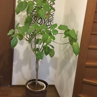 【大型】観葉植物　ウンベラータ　高さ175cm・幅最大100cm...