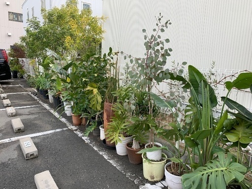 観葉植物格安でお譲りします