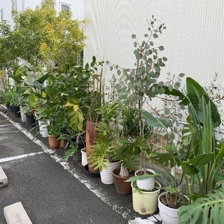 観葉植物格安でお譲りします
