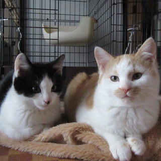 保護猫のくろちゃんとチャーちゃんです。
