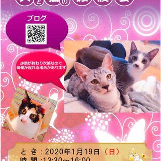 ねこの譲渡会