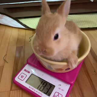 子ウサギの里親決定