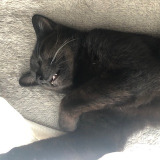 黒猫【雑種】