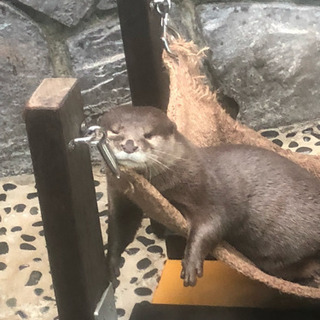 動物園、水族館など🐟 - 友達