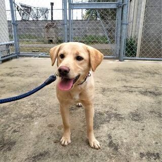 譲渡されました、ありがとうございました