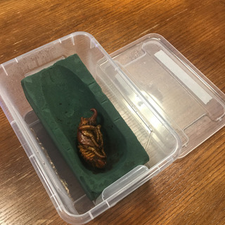 届いて5分で使えるDHヘラクレスオオカブトなどの大型外国産カブト...