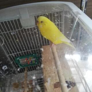 セキセイインコの里親募集しています。