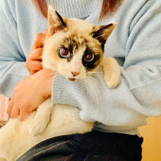 応募多数ありがとうございました。いま受け付けている方で一旦しめさ...