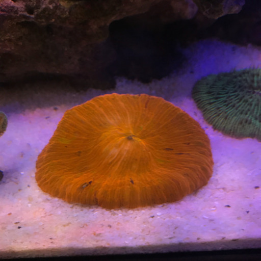 クサビライシ　蛍光オレンジ