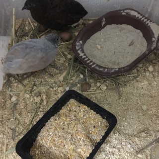 姫ウズラ2羽、2羽。卵産みます