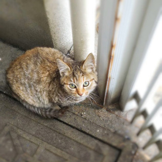 地域猫(子猫)の里親さん募集です①