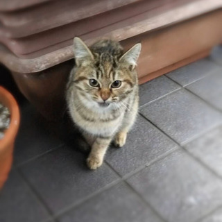 地域猫(子猫)の里親さん募集です③
