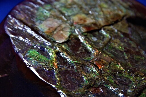 1.9ｋｇ！アンモライト (ammolite) カナダ産アンモナイト化石