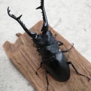 カブトムシやクワガタで語りませんか！